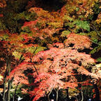 11月 秩父もみじ祭り🍁