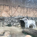 東武動物公園に来たらホワイトタイガーはマスト🐯⭐️




2017.Mar.6        inSAITAMA