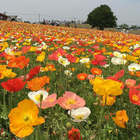 兵庫県/あわじ花さじき

冬はパンジーやストック、春は菜の花やポピー（写真は5月）、夏はヒマワリやクレオメ、これからはコスモスやサルビアの季節です。

この日は天気が今ひとつで遠くに見える瀬戸内海や明石海峡大橋が霞んでしまってます😅

いつか快晴の元、光り輝く空と海に映える花々の美しい写真を撮ってみたいです🌻🌷

#puku2'17
#puku2"05
#puku2兵庫
#puku2淡路島
#兵庫#淡路島#あわじ花さじき
#花