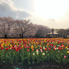 桜とチューリップの共演🌷