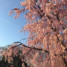 山形市霞城公園の桜🌸