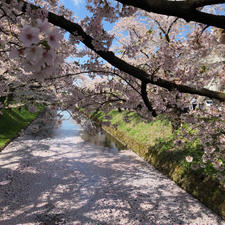 2019.4.28
弘前公園 外濠の花筏です🌸
今日は晴天に恵まれ、絶好のお花見日和でした🌸