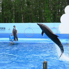 Marinepia Japansea マリンピア日本海 Niigata city 新潟市 Niigata pref 新潟県
日本海側でも最大規模の水族館でイルカショーを観覧、子ども用のクッション遊具のスペースもありファミリー向け