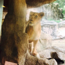 2019.7.4
愛媛県立とべ動物園
猿の餌やりが出来る動物園好きです🥰
猿は頭が良いから餌が欲しいってアピールしてくるのが上手いんですよね

ライオンの餌やりを見学出来るイベントもあるので肉に食らいつくライオンを間近で見る事が出来ました