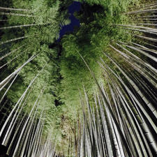 竹林の小径🎋

京都の嵐山駅から少し歩いた場所にある、
嵯峨野に広がる竹林です。
時期によって、夜はライトアップされるので
より一層美しくなります✨