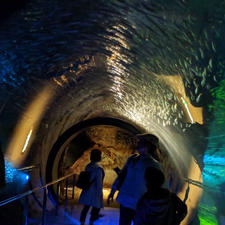 #市立しものせき水族館 #海響館 #山口県