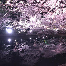 夜桜 #愛知県