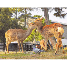 奈良
奈良公園