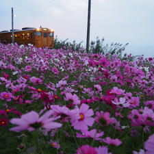 愛媛県
下灘駅
コスモス
秋桜