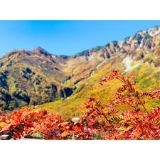 紅葉といいつつ紅が少ないのでもう1枚。同じく立山黒部アルペンルートから。
これは黒部平から。