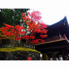 栃木　日光輪王寺
紅葉の季節になってきた〜🍁