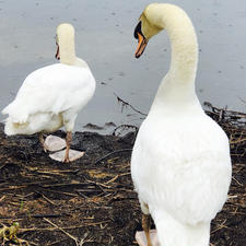 ウトナイ湖にて
二羽の白鳥に遭遇