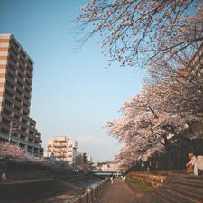 約3kmにわたり乞田川沿いに桜並木が続いています。子どもが自転車の練習をしたり、犬の散歩をする人がいたり、とても癒される桜スポットです。