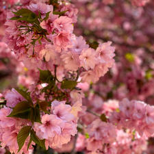 八重桜♡
近所の神社