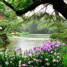 この時期は菖蒲(これは栗林公園)もあるから見て。
(距離があるから綺麗に撮るの大変だけど……)