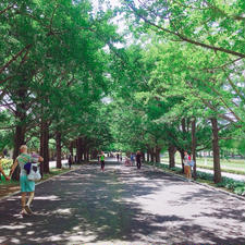 国営昭和記念公園