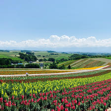 お花畑がカラフル🌸背景に広がる美瑛の丘の風景も最高です
#四季彩の丘