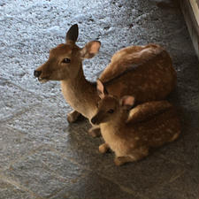 奈良公園の鹿③ 親子同じポーズ