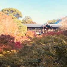 東福寺　(通天橋)


#京都　#全国有名神社仏閣 #サント船長の写真
#紅葉