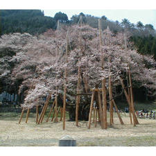 岐阜薄墨桜(日本三大桜)


#サント船長の写真 #サントの桜巡り　#日本三大桜