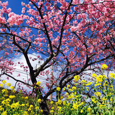 #河津桜　#河津　#河津町