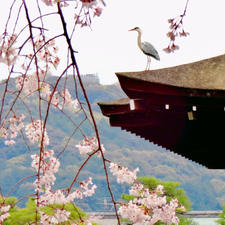 京都
平安神宮神苑
こちらの枝垂れ桜は本当に見事で、鷺も丁度いい感じでお花見してくれてました。