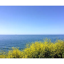 ゴリータ(カリフォルニア)

碧い海と菜の花のコントラストが爽やかな、セントラル・コーストの春の景色。

1号線のアロヨ・ホンド・ビスタ・ポイント(Arroyo Hondo Vista Point)からの眺め。

#goleta #california #canolaflower