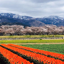 2021.4.10
朝日町舟川べり
春の四重奏