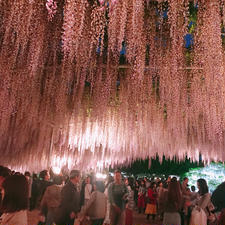 足利フラワーパーク
藤の花など季節の花がたくさん見れます
夜はライトアップしています
入場料は時期によって金額が変わります