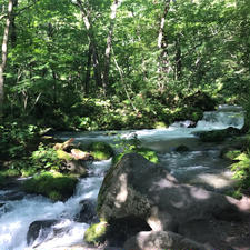 青森　奥入瀬渓流
早朝散歩は気持ち良かったです
マイナスイオンたっぷり