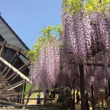 白井藤公園！
見事な藤棚です😊