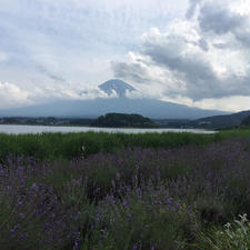 河口湖

山梨県

ラベンダー×富士山