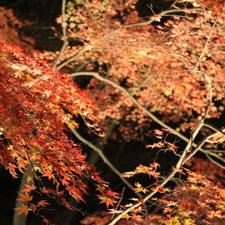 長瀞の紅葉祭り