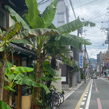 カフェービブリオティクハロー
二条通り柳馬場東

実は以前此のお店に入りコーヒーを飲みました、そして店員に聞きました、「此のバナナはいつ頃植えました？」すると店員はブッキラボーに「オナーに聞いて」と一言「じゃぁ〜オナーを呼んでください」と言いましたが返事は無しです。
しかしオナーは来ずでした😰
しかし感じの悪い店員でした、
でもコーヒーは美味しいです。

#サント老船長の写真