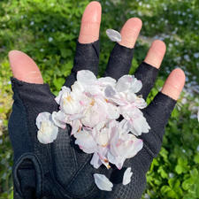 柳生の里に降るサクラ🌸
また来年会いましょう