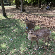 ＧＷ真っ只中に奈良公園へ。