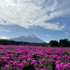 富士芝桜まつり