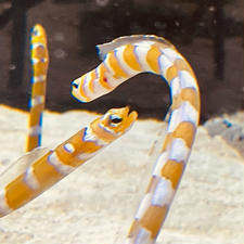 京都　京都水族館
チンアナゴバトル中。躍動感、、