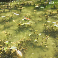 名もなき池、通称モネの池。
池は睡蓮が咲いている時に行くのがベストかな。