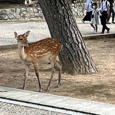 奈良公園の鹿