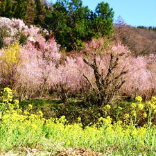 桜の開花には早いですが、花見山公園の花の知らせはチラホラと届いています。

お散歩コースは、30分、45分、60分の3種類。

杖の貸し出しもありますよ〜
.
.
.
.
.
#福島市 #花見山公園 #花見山 #福島 #桜の名所 #olive