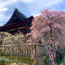 大阪府藤井寺市の道明寺天満宮。境内の梅の花が満開になっています。しだれ梅から八重咲きのものまで様々な種類があり、見応えがあります。有料ですが、特に本殿裏の梅園が素晴らしいです。

散策途中の休憩は、参道脇にある「MONZEN」に。古民家を改装した複合施設で、日替りで飲食店も出店しています。この日はパン屋さんが出店しており、うさぎのあんバタートースト、オーガニックコーヒーをいただきました。