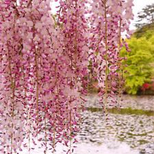 100年以上の歴史を誇る「花と歴史の郷 蛇の鼻」

春の桜祭り開催を皮切りに、藤、薔薇、睡蓮、秋の紅葉へと、季節ごとに楽しめるのどかでアットホームな公園です。

敷地内には、国の登録有形文化財にもなっている「蛇の鼻御殿」もあります。