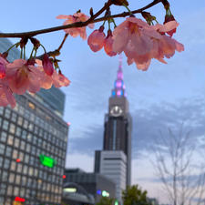 2023.3.14
桜にほっこり