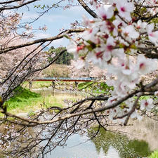 奈良
宇陀川桜並木　猟路の桜

満開すぎの
桜吹雪に出会いました
散り際もまたいい感じ