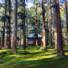 福井　平泉寺白山神社

苔と樹々と木もれ陽が
すごく綺麗な神社

空気が変わりました