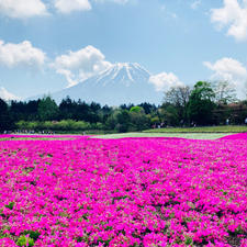 山梨　富士芝桜まつり

一面の芝桜に感動
二つの富士山が見れました