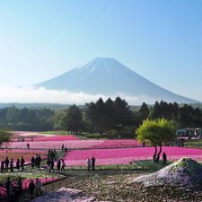 #山梨県
#富士芝桜まつり