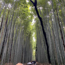 京都　嵐山
竹林の小径　渡月橋