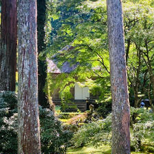 京都　三千院　
往生極楽院

苔の庭がすてきでした